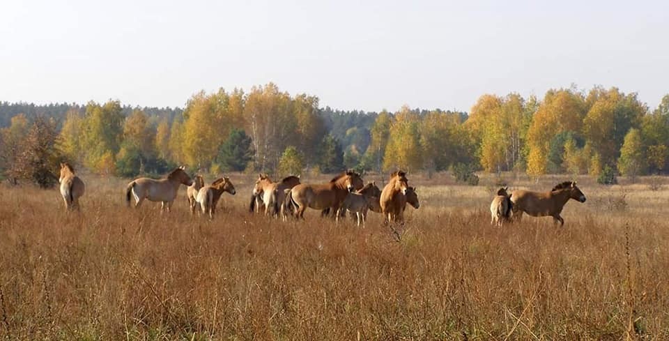 коні Пржевальського