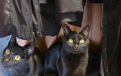 Порятунок кота з вентиляції: київські зоозахисники врятували тварину