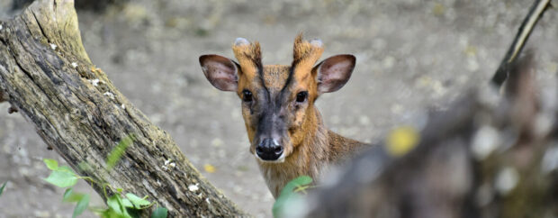 У Київському зоопарку внаслідок обстрілу росіян постраждав мініатюрний азійський олень