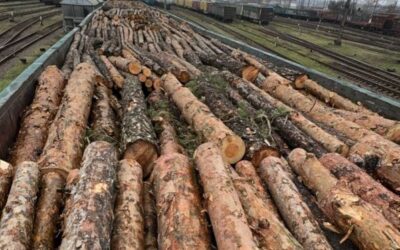 З Київщини до Румунії намагалися незаконно вивезти 17 вагонів цінної деревини