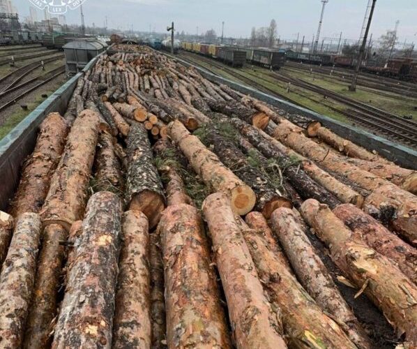 З Київщини до Румунії намагалися незаконно вивезти 17 вагонів цінної деревини