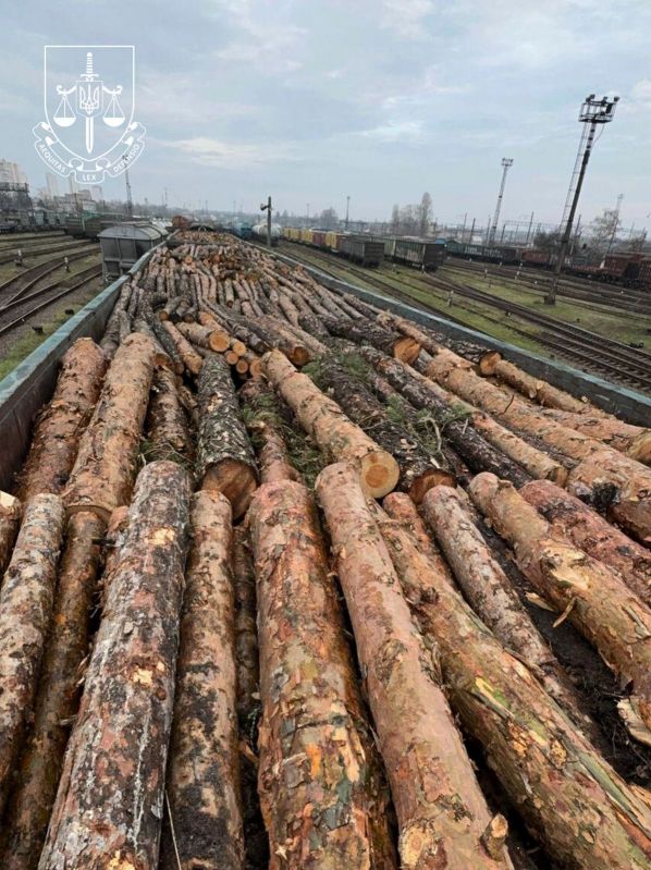Приватне підприємство намагалося приховано експортувати понад 1500 кубометрів соснової деревини під виглядом дров, порушуючи урядову заборону.