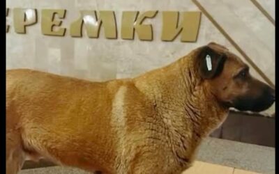 Пес Міша з метро знайшов нову родину через Patron Pets Center