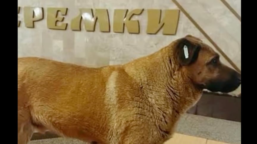 Пес Міша з метро знайшов нову родину через Patron Pets Center