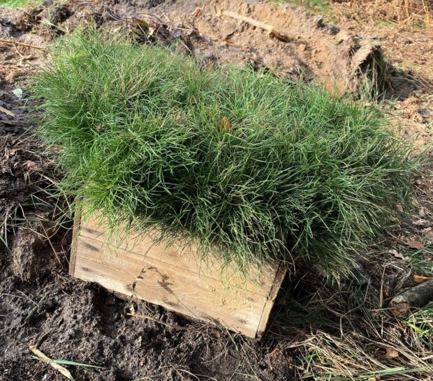 Київ відновив ліси: висаджено понад 234 тис. сіянців у 2025 році