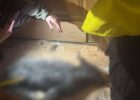 У квартирі киянки з вовком знайшли труп лисиці — поліція розслідує