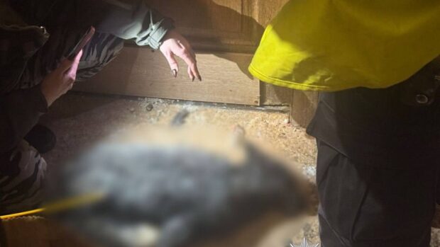 У квартирі киянки з вовком знайшли труп лисиці — поліція розслідує