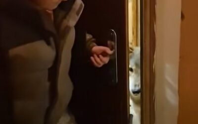 Дика історія: вовк у київській квартирі на Оболоні - як зоозахисники врятували тварину