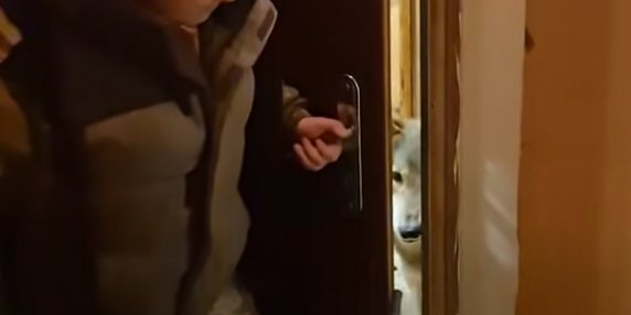 Дика історія: вовк у київській квартирі на Оболоні - як зоозахисники врятували тварину