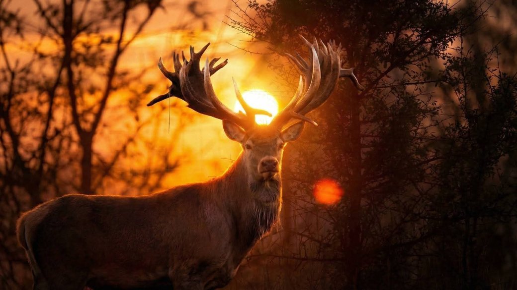 На Київщині браконьєр застрелив оленя з Книги рекордів України