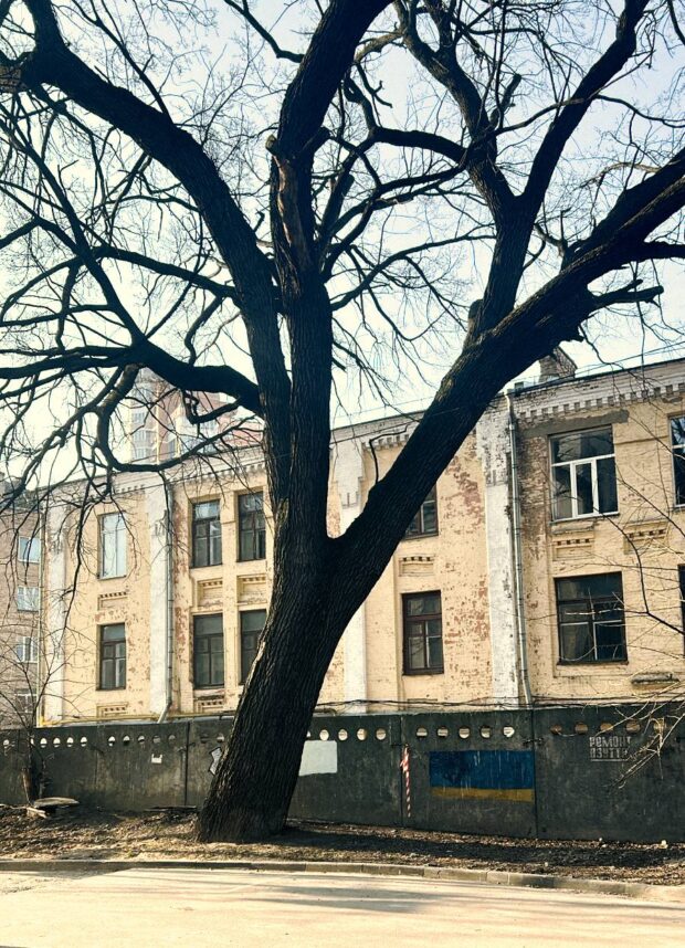 Київрада оголосила Дуб Миколи Пимоненка ботанічною пам’яткою природи місцевого значення