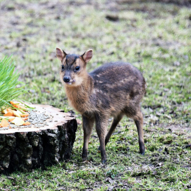 У КиївЗоо мунтжак Мо повністю відновився після тяжкої травми, отриманої внаслідок ворожого обстрілу