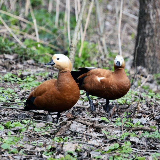 У червонокнижних огарів столичного зоопарку розпочався "сезон тиші"