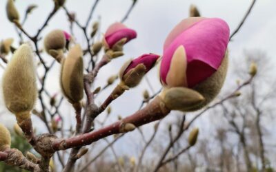 Київ починає квітнути: у столиці розпочався період цвітіння сакур і магнолій