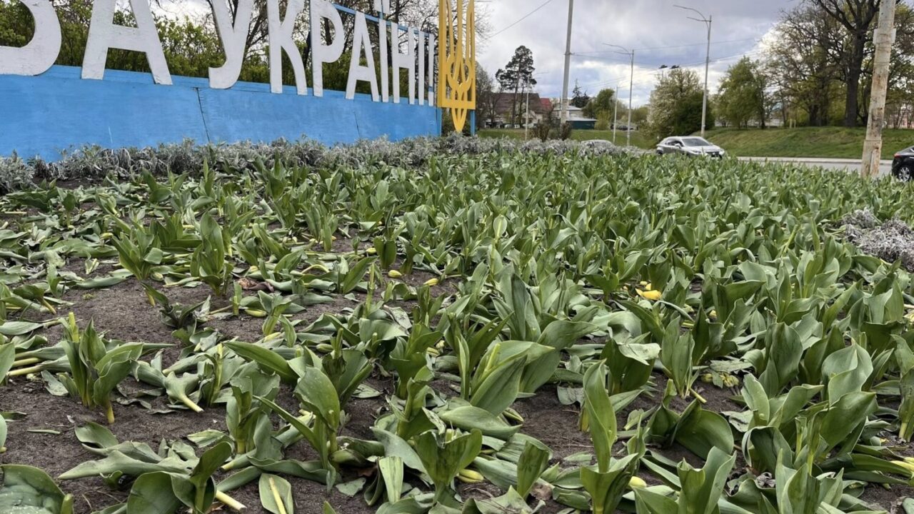 Цієї ночі у двох районах столиці невідомі знищили клумби тюльпанів