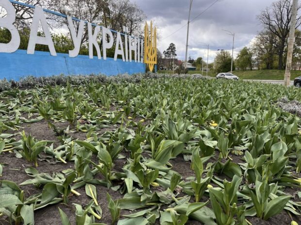 Цієї ночі у двох районах столиці невідомі знищили клумби тюльпанів