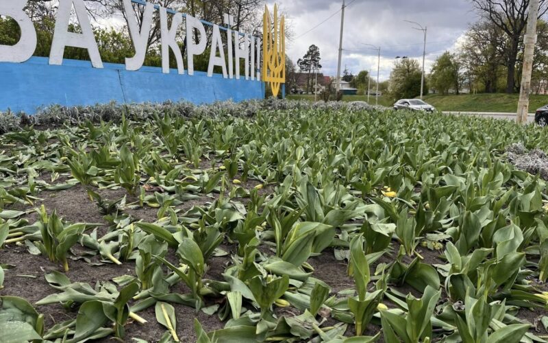Цієї ночі у двох районах столиці невідомі знищили клумби тюльпанів