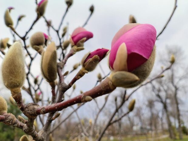 Київ починає квітнути: у столиці розпочався період цвітіння сакур і магнолій