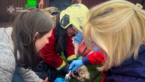 На Київщині російський дрон влучив у ветклініку: загинуло близько 20 тварин