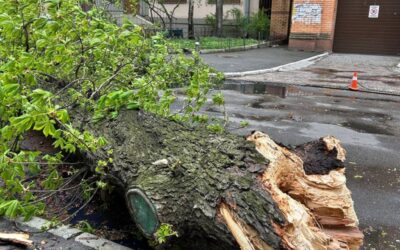 У Києві через негоду зламався 150-річний каштан Іващенка
