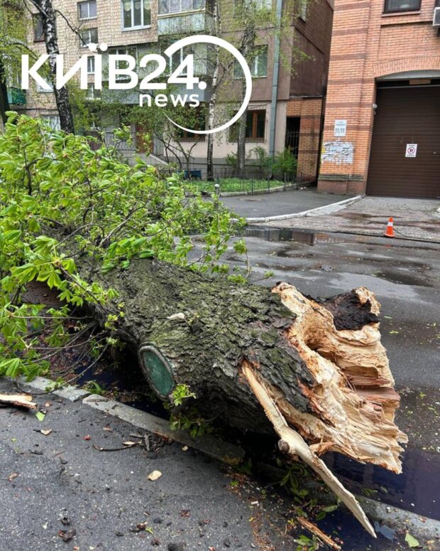 У Києві через негоду зламався 150-річний каштан Іващенка