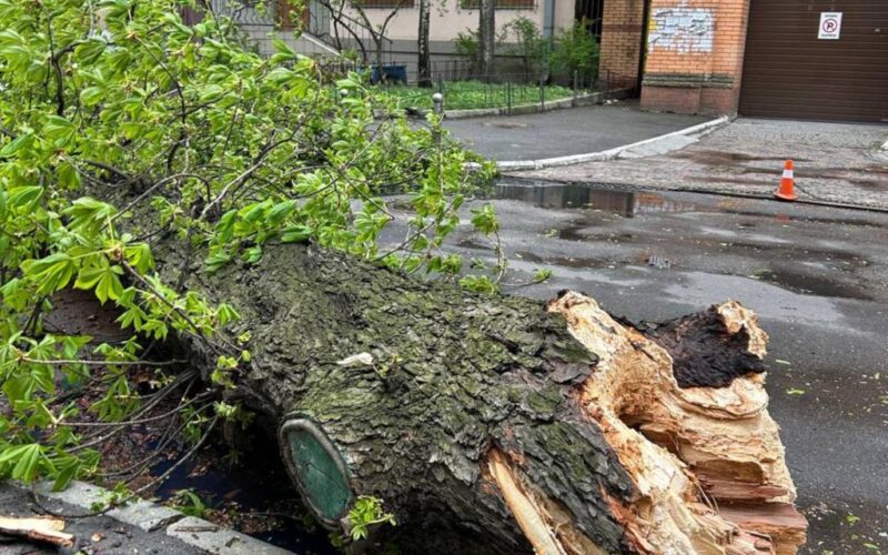 У Києві через негоду зламався 150-річний каштан Іващенка