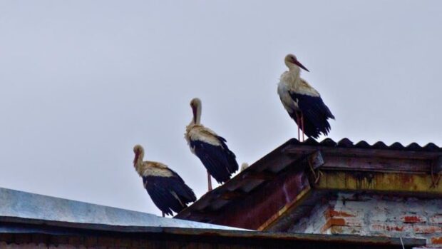 Білі лелеки вперше за 20 років повернулися в Чорнобиль на гніздування