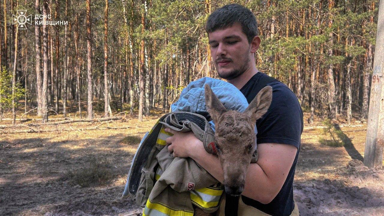 Втратило маму: під час гасіння пожежі у Зоні відчуженняу вогнеборці врятували лосеня