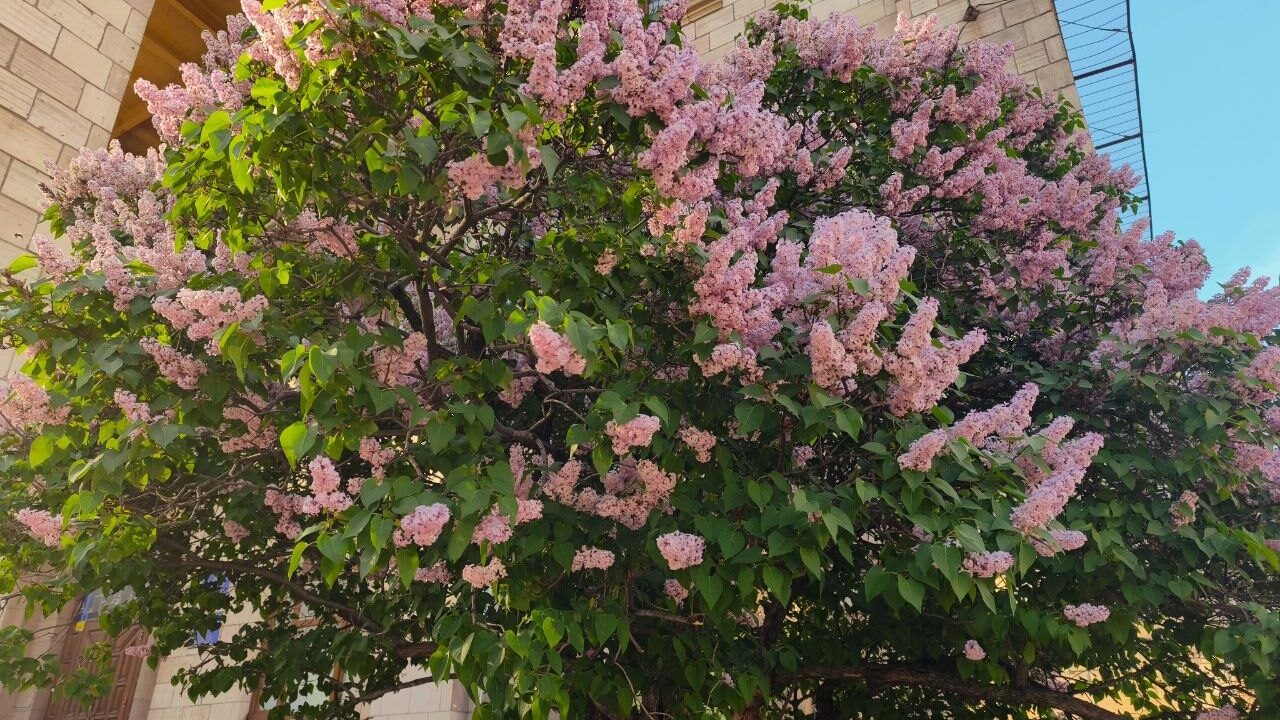 У Києві почався сезон цвітіння бузку