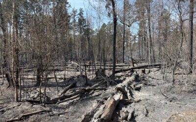 Пожежа в Чорнобильській зоні охопила 1200 гектарів