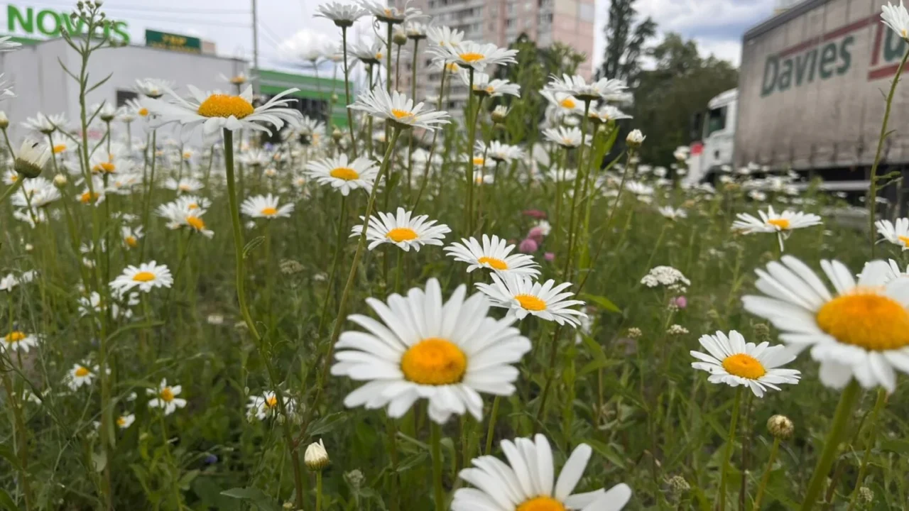 Декоративні луки: у столиці розширюють природні квітучі простори