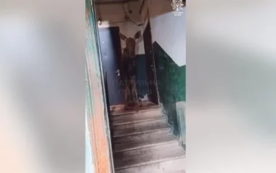 У Києві лось забіг у під’їзд багатоповерхівки (відео)