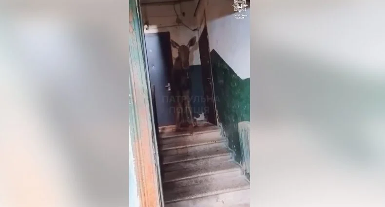 У Києві лось забіг у під’їзд багатоповерхівки (відео)