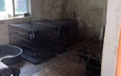 Утримували у клітках та морили голодом: у Києві поліція відкрила справу через знущання над 30 доберманами