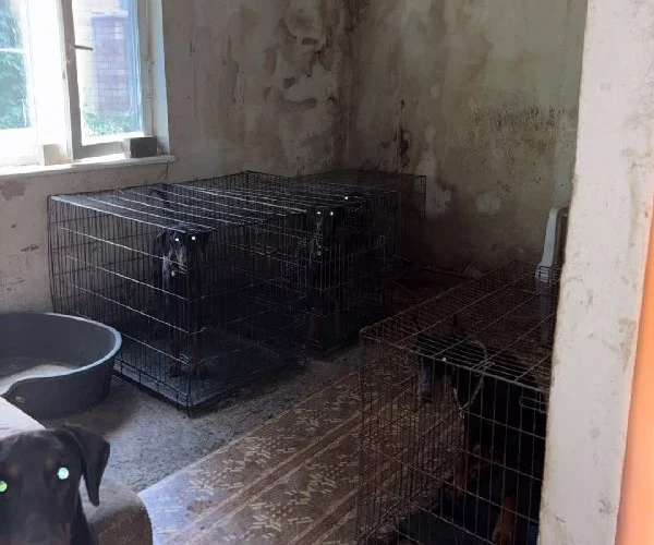 Утримували у клітках та морили голодом: у Києві поліція відкрила справу через знущання над 30 доберманами