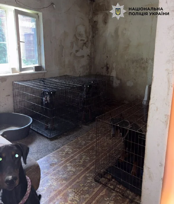 Утримували у клітках та морили голодом: у Києві поліція відкрила справу через знущання над 30 доберманами